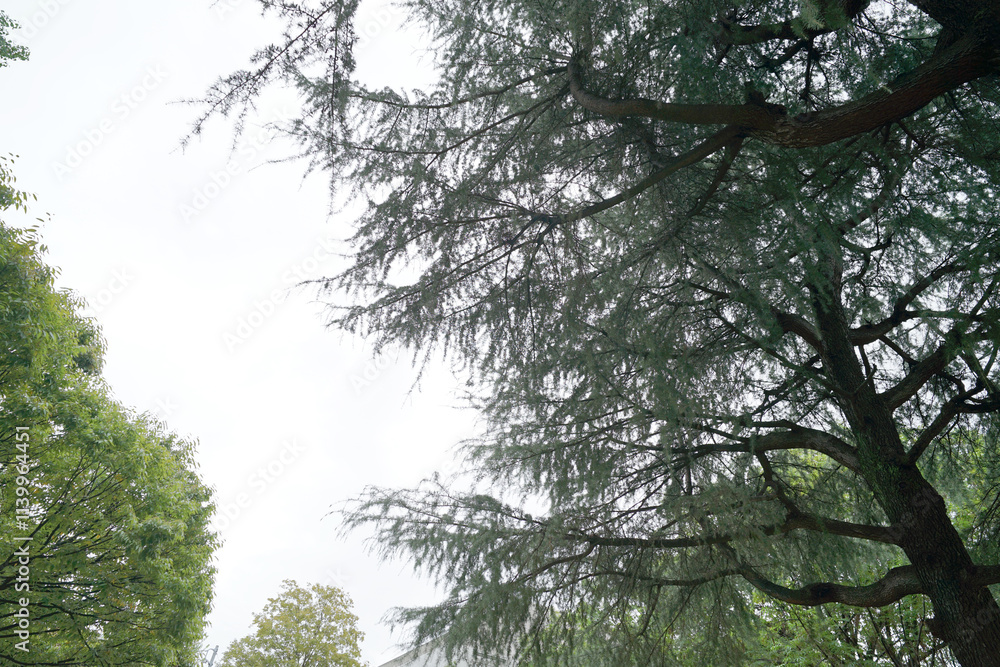 Fototapeta premium Calm Meditation Forest秋の森公園