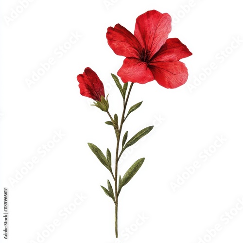 illustration of a Lechenaultia flower, isolated on a white background photo