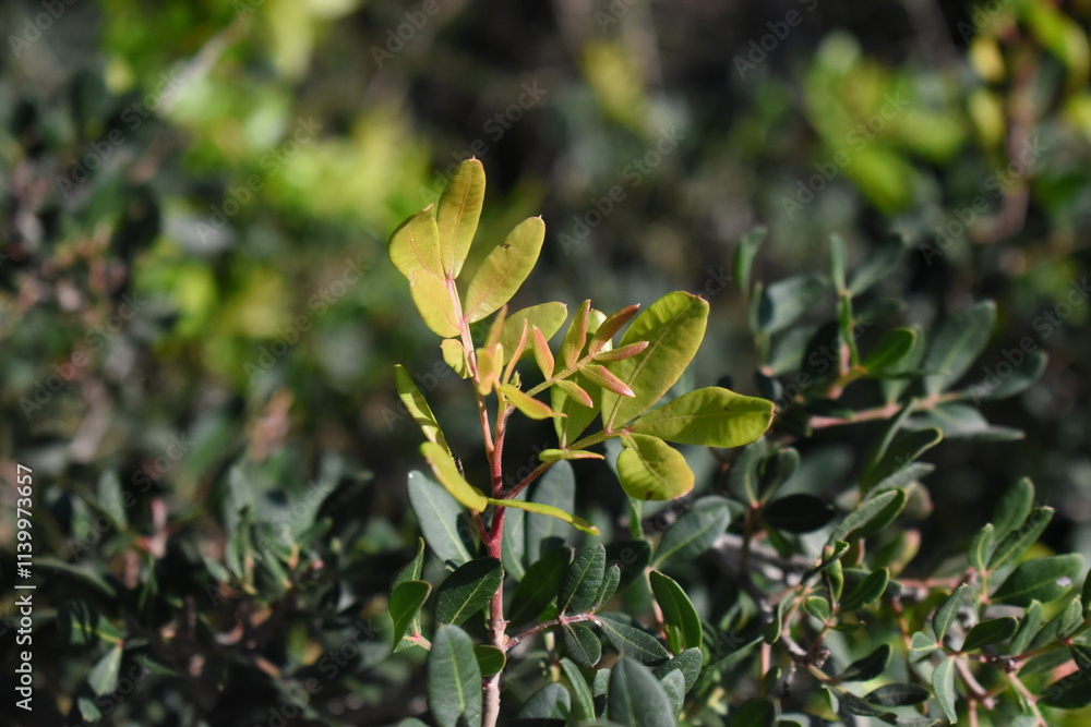Pistacia lentiscus en crecimiento Pistacia lentiscus en crecimiento