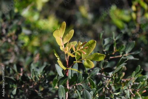 Pistacia lentiscus en crecimiento