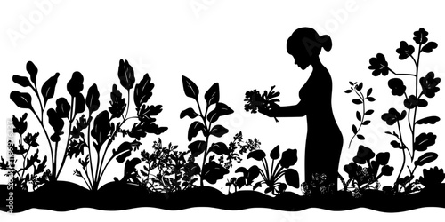 Person picking ripe vegetables from a garden bed filled with green plants, Vectorized Art