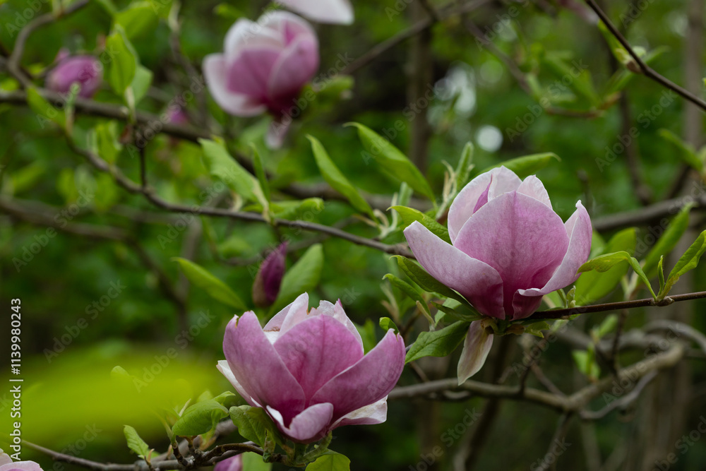 spring large flower of gently purple magnolia on a tree green woody orchid spring large flower of gently purple magnolia on a tree green woody orchid