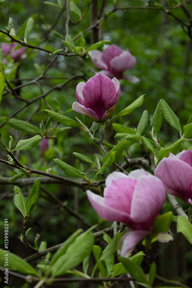 spring large flower of gently purple magnolia on a tree green leaves background spring large flower of gently purple magnolia on a tree green leaves background