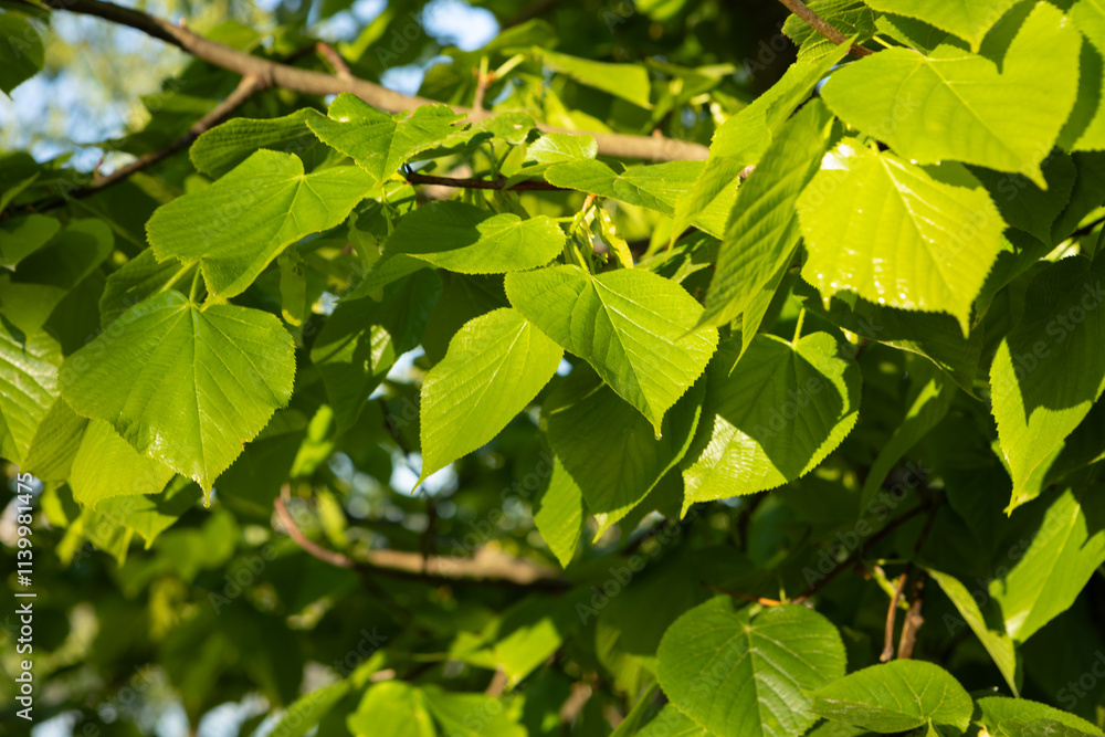 Fresh spring leaves on linden tree green spring nature Fresh spring leaves on linden tree green spring nature