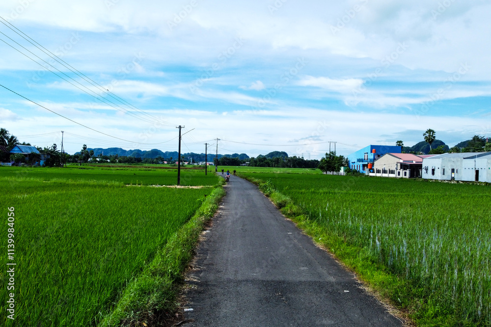 View of the paved road at the edge of the rice fields in the morning View of the paved road at the edge of the rice fields in the morning