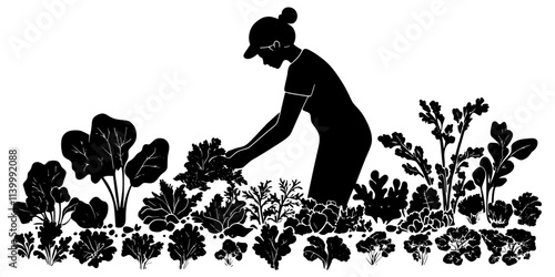 Person picking ripe vegetables from a garden bed filled with green plants, Illustration