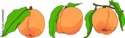 Peach colored vector. Apricot illustrations in hand drawn doodle style. Whole peaches, sliced peaches, slices, fruit on a branch, leaves.	
