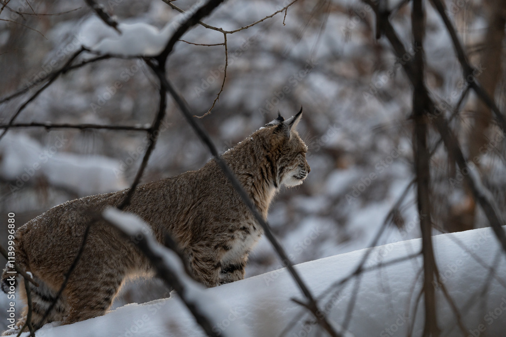 Obraz premium Side view of a bobcat (lynx rufus) standing in snow on a winter Colorado day
