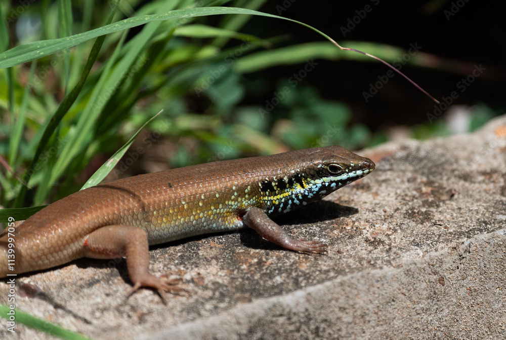Fototapeta premium Speckle-lipped Mabuya (Trachylepis maculilabris) in the sun on a rock in Ghana