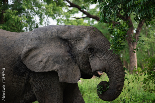 Young african forest elephant (Loxodonta cyclotis) holding leaves in its trunk, feeding in a lush forest