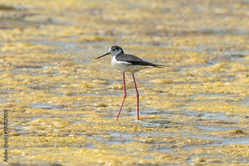 Echasse blanche,  Himantopus himantopus, Black winged , Marais salants, Limu ruppie; ruppia maritima, Guerande, Loire Atlantique, 44, France photo