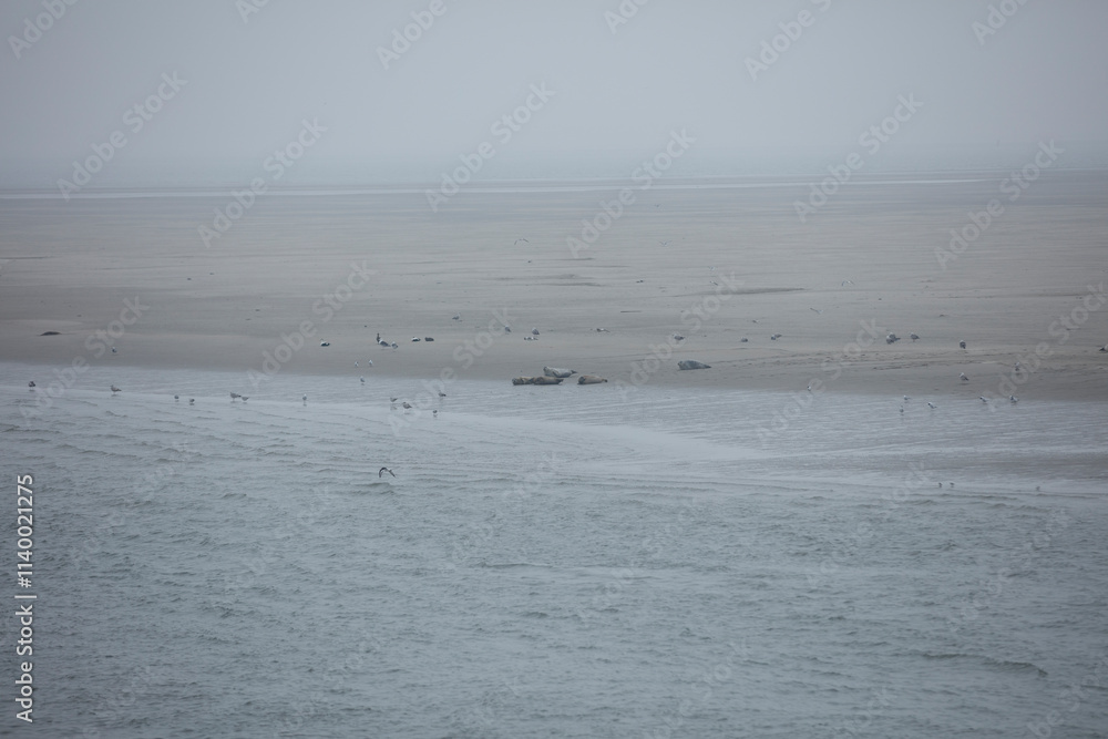 Gray, misty shoreline; seals and birds on exposed sand; low waves. Gray, misty shoreline; seals and birds on exposed sand; low waves.