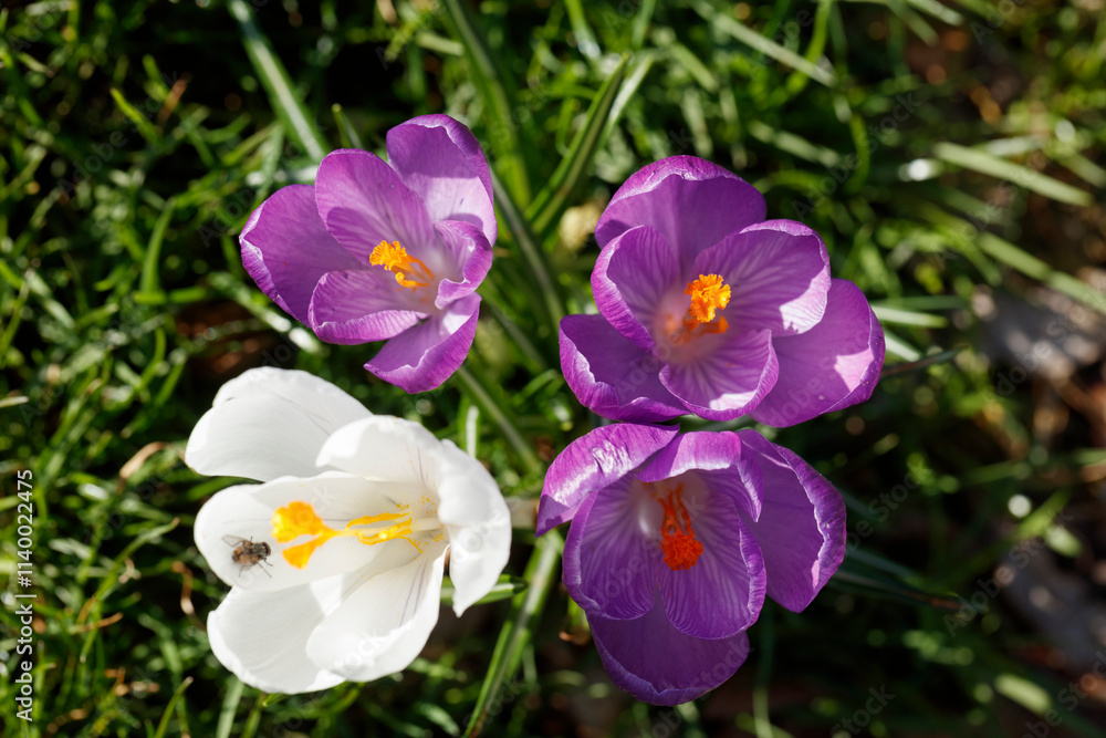 Close-up of purple and white crocuses in a grassy field. Spring flowers in bloom. Close-up of purple and white crocuses in a grassy field. Spring flowers in bloom.