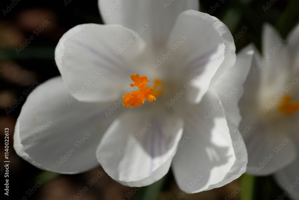 Obraz premium Close-up of a white crocus flower, showcasing delicate petals and vibrant orange stamens. Spring blossom detail.