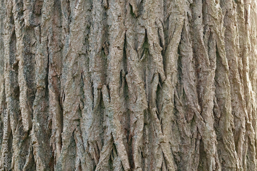 Close-up view of rough, textured tree bark. Vertical striations and crevices are prominent. Natural, earthy tones. Close-up view of rough, textured tree bark. Vertical striations and crevices are prominent. Natural, earthy tones.