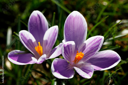 Close-up of two striped crocus blossoms, vibrant purple and white, with a blurred green background. Spring flower detail.