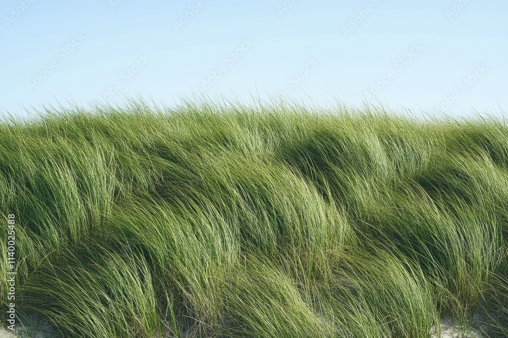 A field of long, green grass gently blowing in the wind under a clear blue sky. A field of long, green grass gently blowing in the wind under a clear blue sky.
