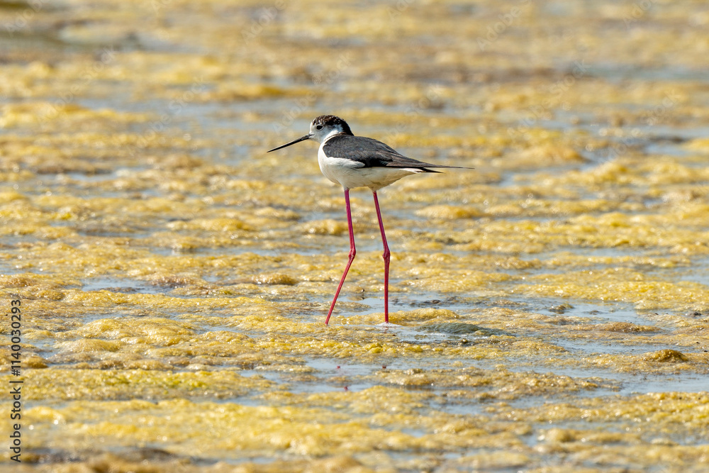 Obraz premium Echasse blanche, Himantopus himantopus, Black winged , Marais salants, Limu ruppie; ruppia maritima, Guerande, Loire Atlantique, 44, France