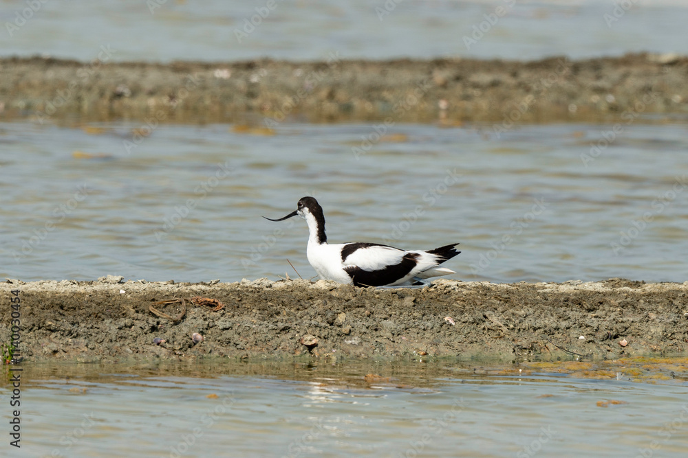 Avocette élégante, nid, Recurvirostra avosetta, Pied Avocet, marais salants , île de Noirmoutier, 85, Vendée, France Avocette élégante, nid, Recurvirostra avosetta, Pied Avocet, marais salants , île de Noirmoutier, 85, Vendée, France