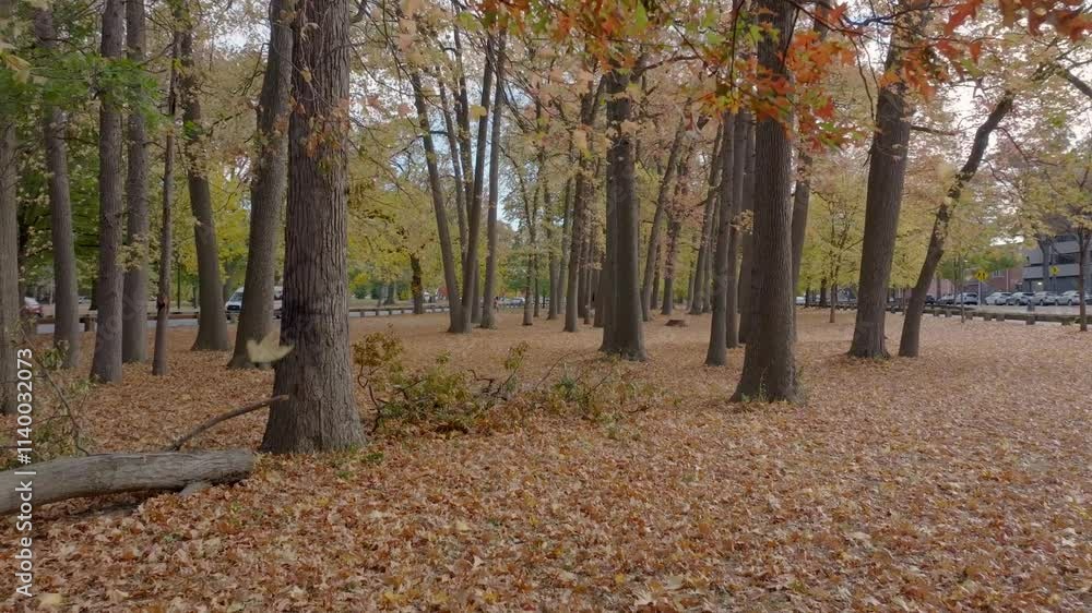 Autumn leaves falling from the trees on the ground of a city park during a cloudy daytime