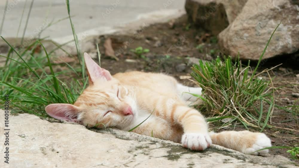 a cat is sleeping and relaxing during the day a cat is sleeping and relaxing during the day