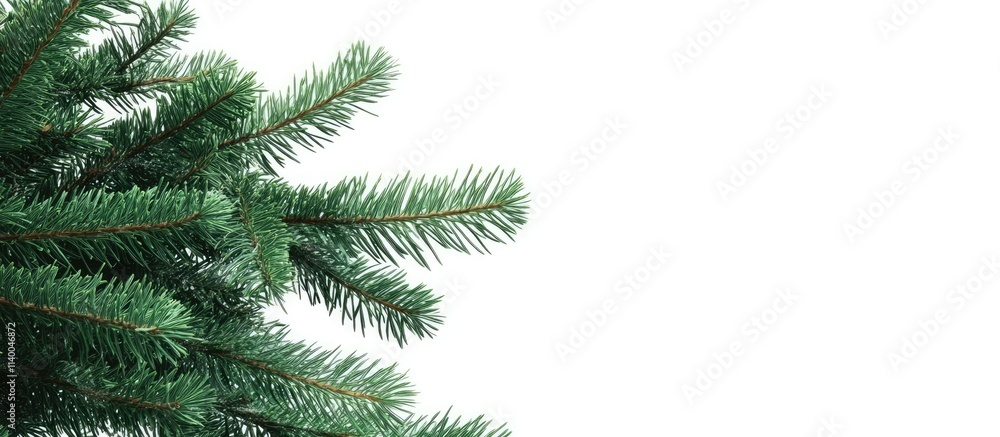 Christmas fir tree branch on white background with ample copyspace for seasonal designs and holiday greetings. Christmas fir tree branch on white background with ample copyspace for seasonal designs and holiday greetings.