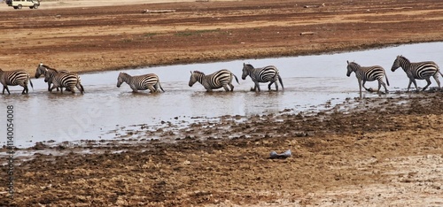 Zebra herd walking in the wild in Kenya 