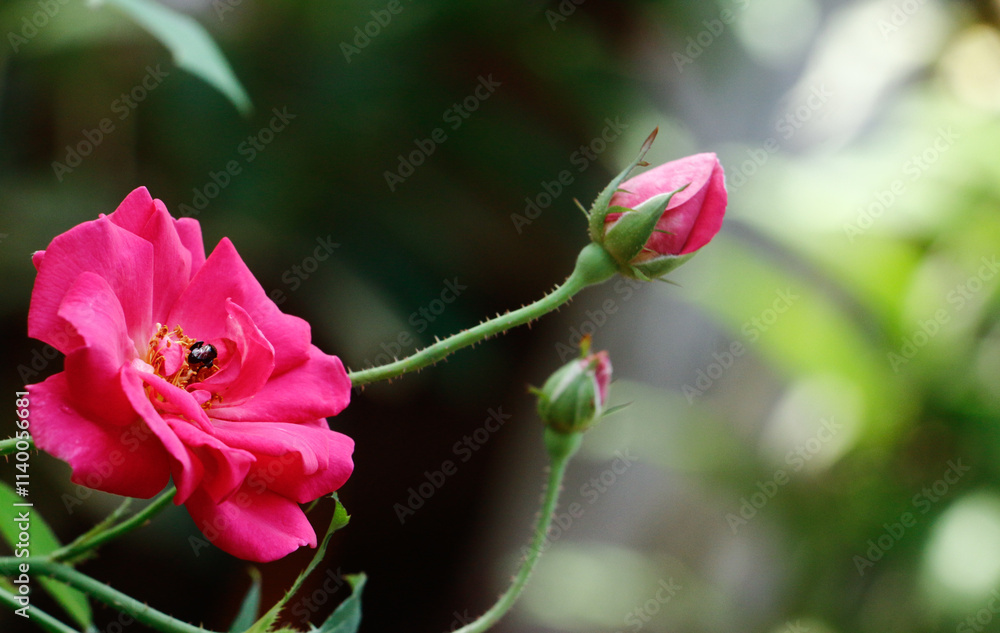 A bee that absorbs the essence of pink roses A bee that absorbs the essence of pink roses