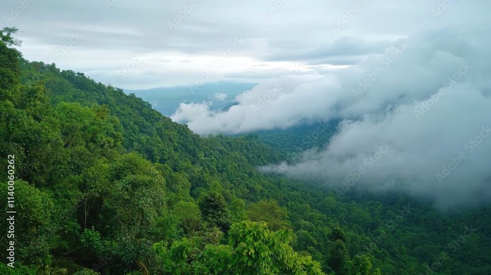 Lush green cloud forest with misty hills under a gray sky offering a serene and tranquil natural landscape view Lush green cloud forest with misty hills under a gray sky offering a serene and tranquil natural landscape view