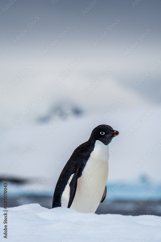 Obraz premium Close-up of an Adelie Penguin - Pygoscelis adeliae- standing on an iceberg, near the fish islands, on the Antarctic Peninsula