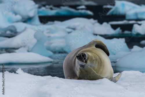 Close-up of a crabeater seal -Lobodon carcinophaga- resting on a small iceberg near the fish islands on the Antarctic peninsula photo