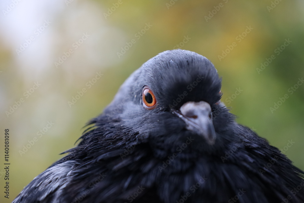 Pigeon closeup portrait, bird on the window, summer day, pigeon beautiful portrait, pigeons eyes in macro, Extreme Close Up Pigeon closeup portrait, bird on the window, summer day, pigeon beautiful portrait, pigeons eyes in macro, Extreme Close Up