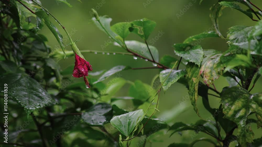 Rain drop dripping down from the leaves and flower of red roselle plant with green natural blurry background. Rain drop dripping down from the leaves and flower of red roselle plant with green natural blurry background.