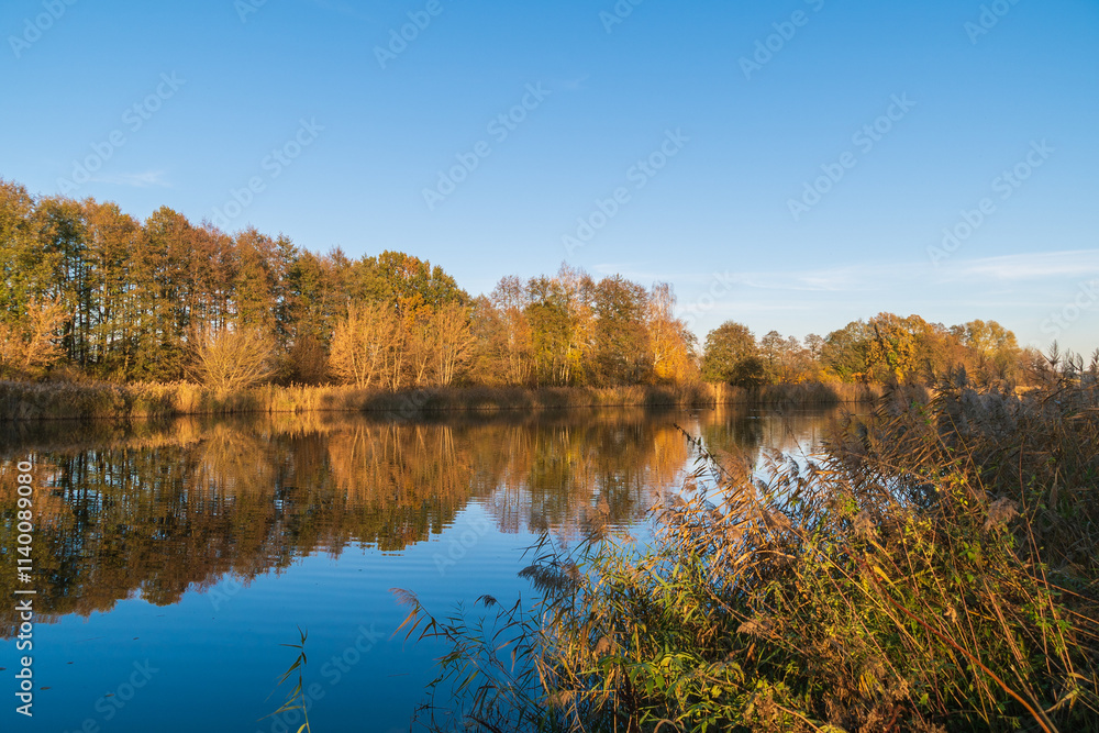A calm lake reflects the clear blue sky, surrounded by tall golden reeds and distant autumn trees. autumn landscape. A calm lake reflects the clear blue sky, surrounded by tall golden reeds and distant autumn trees. autumn landscape.