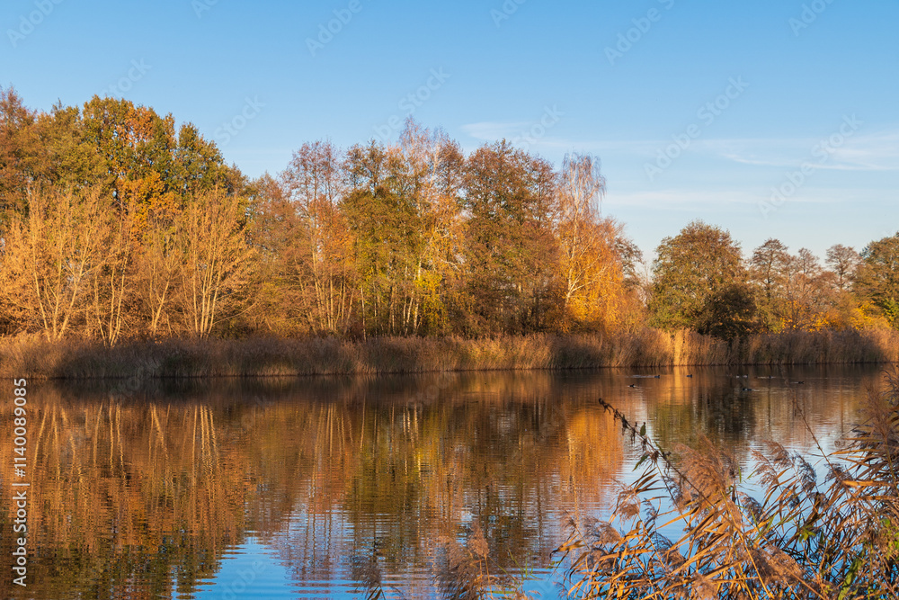 A calm lake reflects the clear blue sky, surrounded by tall golden reeds and distant autumn trees. autumn landscape. A calm lake reflects the clear blue sky, surrounded by tall golden reeds and distant autumn trees. autumn landscape.