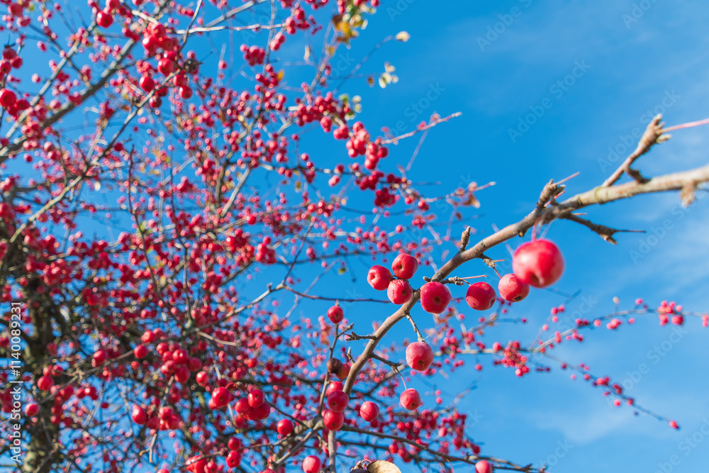 Red fruits of Malus floribunda. Japanese flowering crabapple, Japanese crab, purple chokeberry, showy crabapple.
