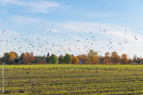 Photography A flock of birds flies over a field. Autumn landscape.