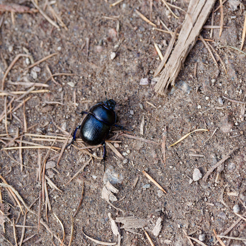 Géotrude des bois ou Bousier commun (Anoplotrupes stercorosus). Petit Coléoptère au corps noir à reflets bleu métalliques et antennes en massues
