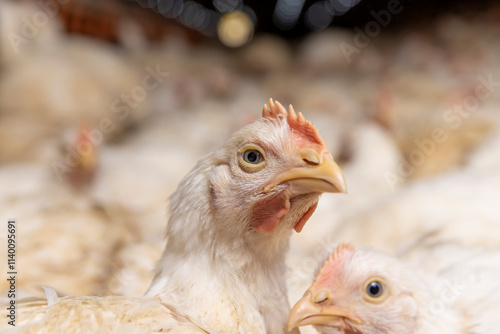 fat meat chickens in a cage-free workshop at a poultry farm in a rural area