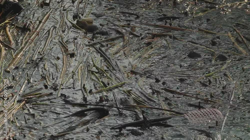 Varois kinds of natural and artificial debris is floating in the water of a water reservoir. Varois kinds of natural and artificial debris is floating in the water of a water reservoir.
