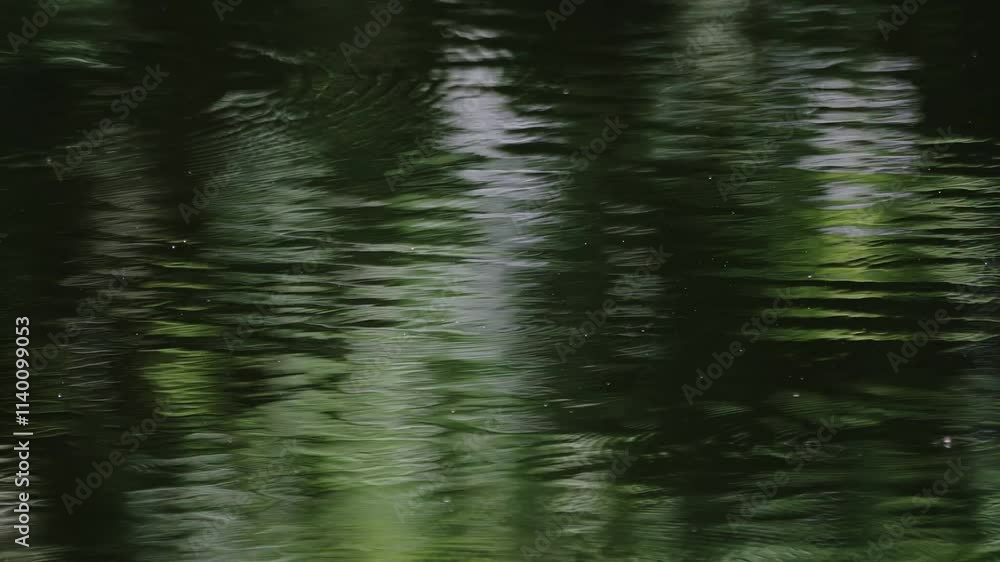 Common water striders jumpoing around the surface of lake water with natural reflected green rippled canopy in the background. Common water striders jumpoing around the surface of lake water with natural reflected green rippled canopy in the background.