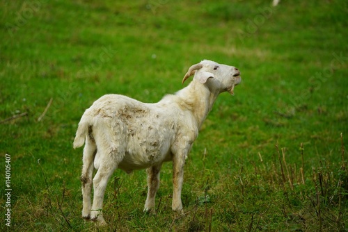 A small white billy goat stands in a meadow and calls for his family photo