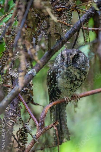 Mountain Owlet-nightjar - Aegotheles albertisi photo