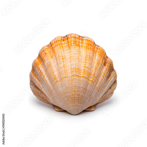 Sea shell isolated on white background