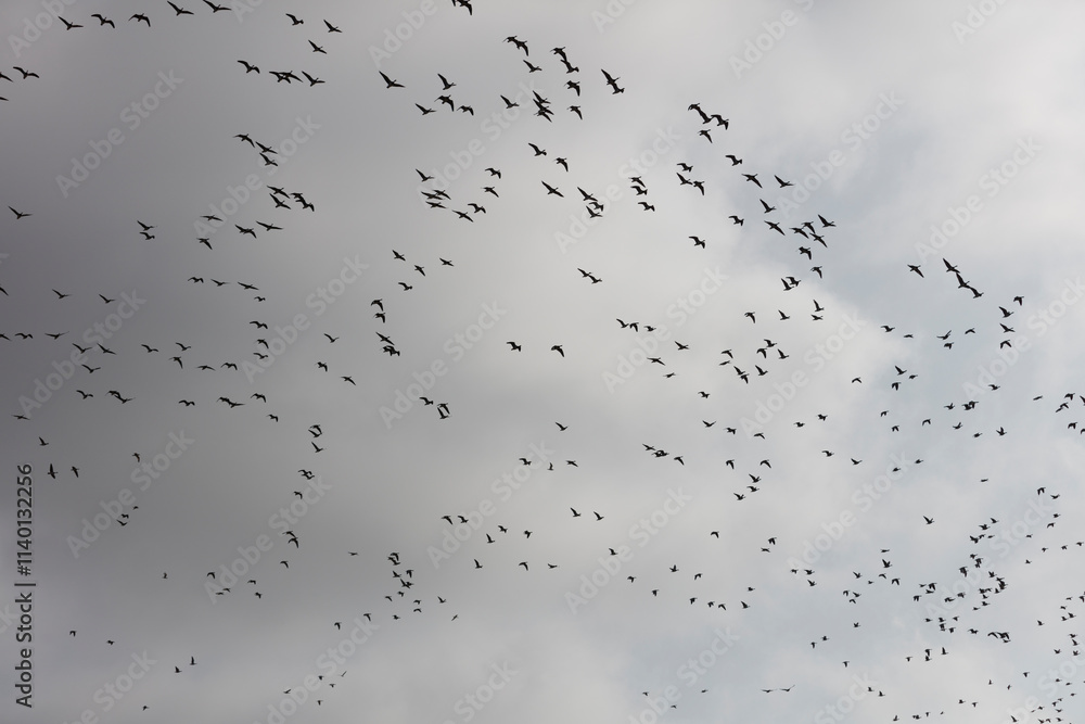 A large flock of birds, likely geese, soars across a gray sky. Thousands of birds fill the frame. A large flock of birds, likely geese, soars across a gray sky. Thousands of birds fill the frame.