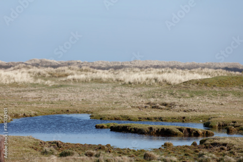 Fototapeta Naklejka Na Ścianę i Meble -  A shallow, still pool of water sits in a grassy landscape.  Low, light-colored dunes are visible in the background.