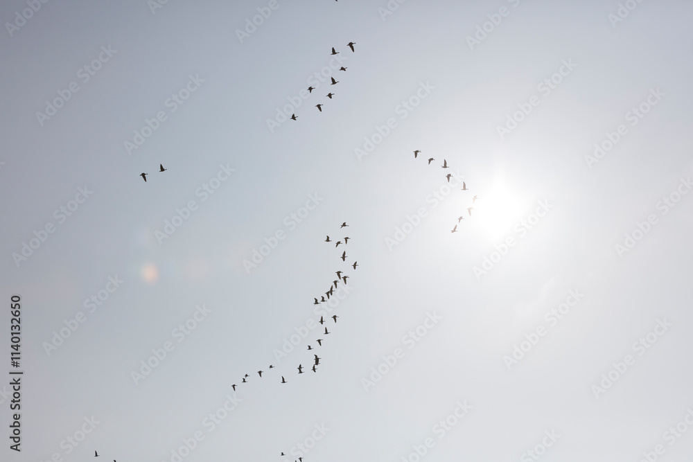Obraz premium Silhouette of a large flock of birds in flight against a pale sky. A group of birds in formation.
