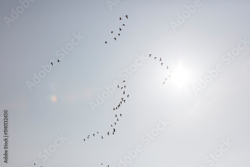 Silhouette of a large flock of birds in flight against a pale sky.  A  group of birds in formation.