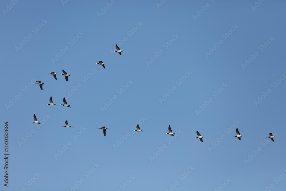 A flock of migratory geese soars across a clear, cerulean sky. Flocks of birds in flight. A flock of migratory geese soars across a clear, cerulean sky. Flocks of birds in flight.