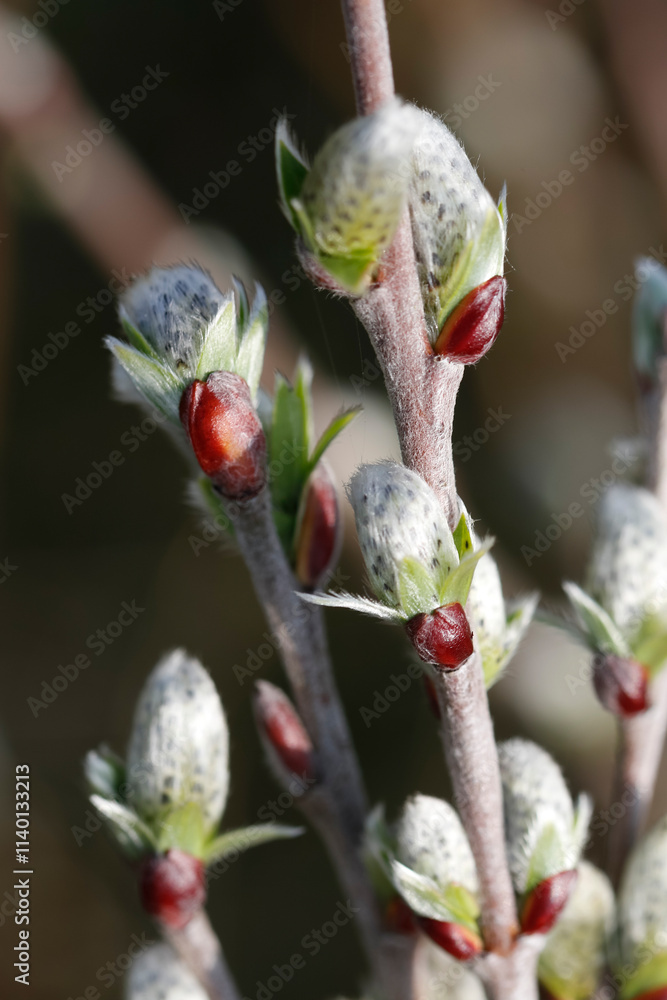Close-up of spring buds on a branch. Fuzzy, light-colored buds, and tiny, reddish-brown developing leaves. Close-up of spring buds on a branch. Fuzzy, light-colored buds, and tiny, reddish-brown developing leaves.